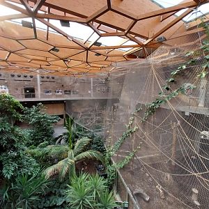 Orientarium - Jungle Hall - Rec-cheeked Gibbon, Javan Lutung and Binturong enclosures