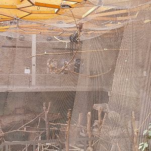 Orientarium - Jungle Hall - Red-cheeked Gibbon (Nomascus gabriellae) and Javan Lutung (Trachypithecus auratus)