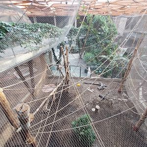 Orientarium - Jungle Hall - Red-cheeked Gibbon (Nomascus gabriellae)