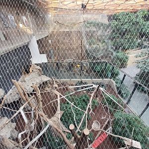 Orientarium - Jungle Hall - Binturong (Arctictis binturong