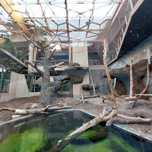 Orientarium - Jungle Hall - Sun Bear (Helarctos malayanus malayanus) and/or Javan Lutung (Trachipithecus auratus)