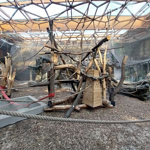 Orientarium - Jungle Hall - Sumatran Orangutan (Pongo abelii)