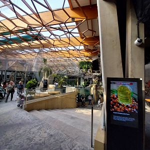 Orientarium - Jungle Hall - False Gharial (Tomistoma schlegelii)