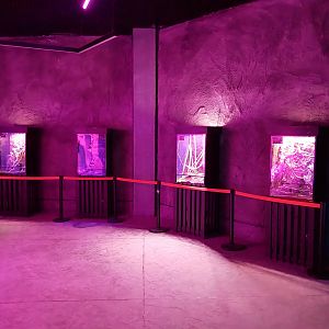 Orientarium - Aquarium - First room - Bird spiders and Stick insects