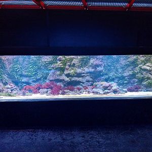Orientarium - Aquarium - Main room - Pencilfish