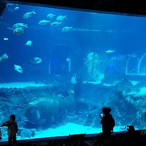 Orientarium - Aquarium - Main tank
