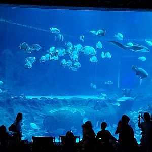 Orientarium - Aquarium - Main tank