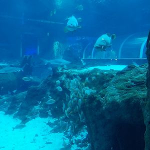 Orientarium - Aquarium - Main tank