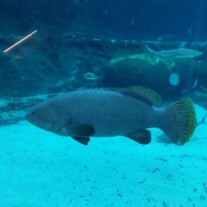Orientarium - Aquarium - Main tank - Giant Grouper (Epinephelus lanceolatus)