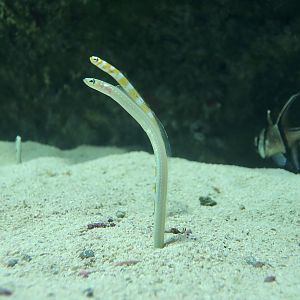 Whitespotted Garden Eel (Gorgasia maculata) - Xpark