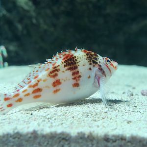 Dwarf Hawkfish (Cirrhitichthys falco) - Xpark