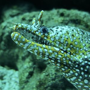 Dragon Moray (Enchelycore pardalis) - Xpark