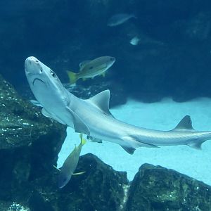 Starspotted Smooth-Hound (Mustelus manazo) - Xpark