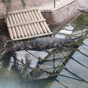 Tomistoma