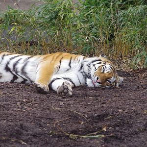 Tatana(f)- Amur tiger- 17/2/2025