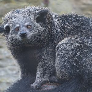Binturong, CWP, UK