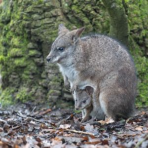 Palma Wallaby and joey, CWP, UK