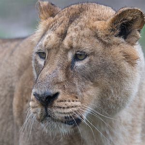 Asiatic lion (f), Kanha, CWP, UK