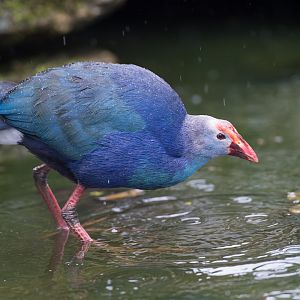 Purple Swamphen, CWP, UK