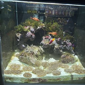 The Living Coast: Upside-down jellies and some fish in former epaulette shark pup tank