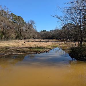 Large WT deer, bison longhorn paddock
