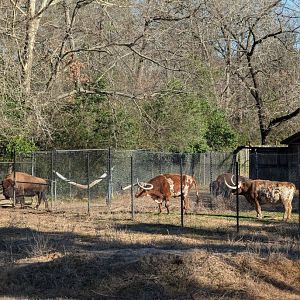 Longhorn and bison