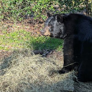 Black bear