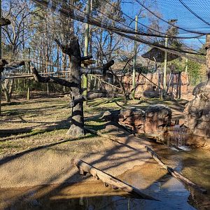 Bongo colobus exhibit