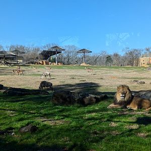 Predator prey lion exhibit