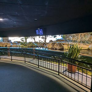 African wading birds