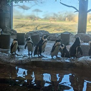 African penguins