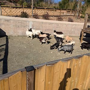 New goat yard