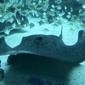 Round Ribbontail Ray (Taeniurops meyeni) - Xpark