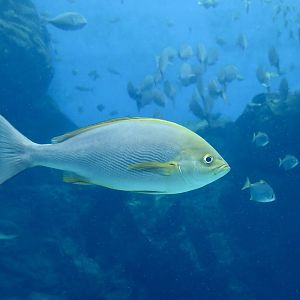 Chicken Grunt (Parapristipoma trilineatum) - Xpark