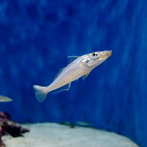 Northern Whiting (Sillago sihama) - Xpark