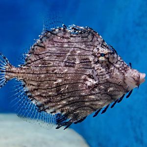 Prickly Leatherjacket (Chaetodermis penicilligerus) - Xpark