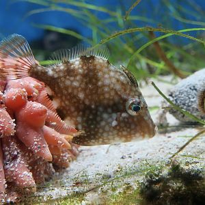 Whitespotted Pygmy Filefish (Rudarius ercodes) - Xpark