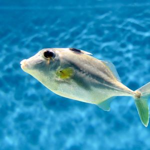 Short-Nosed Tripodfish (Triacanthus biaculeatus) - Xpark