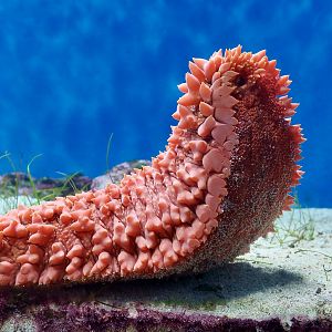 Pineapple Sea Cucumber (Thelonota ananas) - Xpark