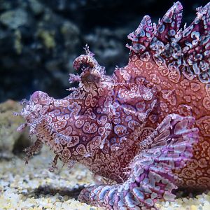 Weedy Scorpionfish (Rhinopias frondosa) - Xpark