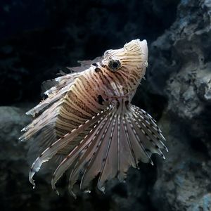 Red Lionfish (Pterois volitans) - Xpark