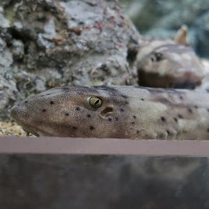 Whitespotted Bamboo Shark (Chiloscyllium plagiosum) - Xpark