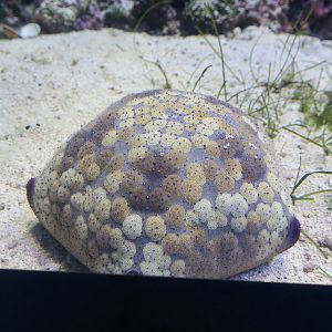 Cushion Star (Culcita novaeguineae) - Xpark