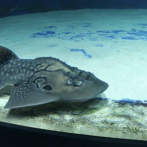 Bowmouth Guitarfish (Rhina ancylostoma) - Xpark