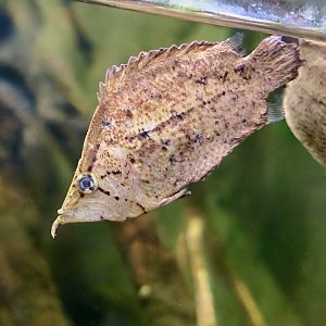 Amazon Leaffish (Monocirrhus polyacanthus) - Xpark
