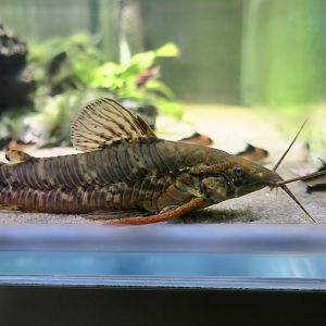 Bar-Tailed Hoplo Catfish (Megalechis picta) - Xpark