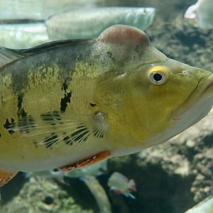 Kelberi Peacock Bass (Cichla kelberi) - Xpark