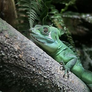 Plumed Basilisk (Basiliscus plumifrons) - Xpark