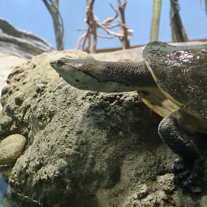 Hilaire's Side-Necked Turtle (Phrynops hilarii) - Xpark