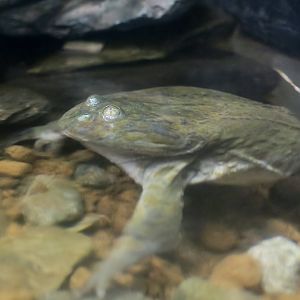 Budgett's Frog (Lepidobatrachus laevis) - Xpark
